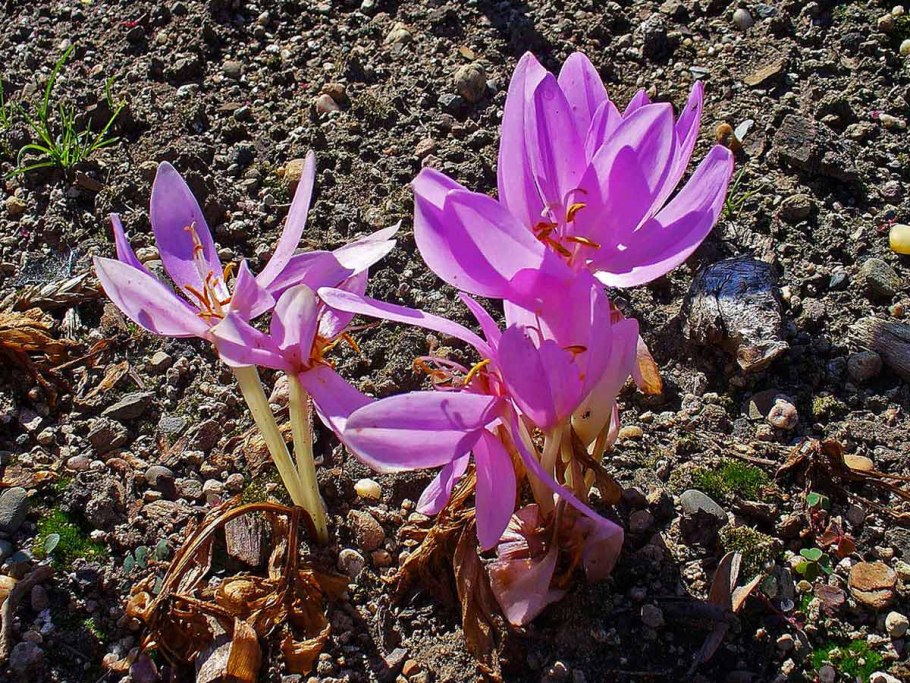 Колхикум(безвременник,осенний Крокус)