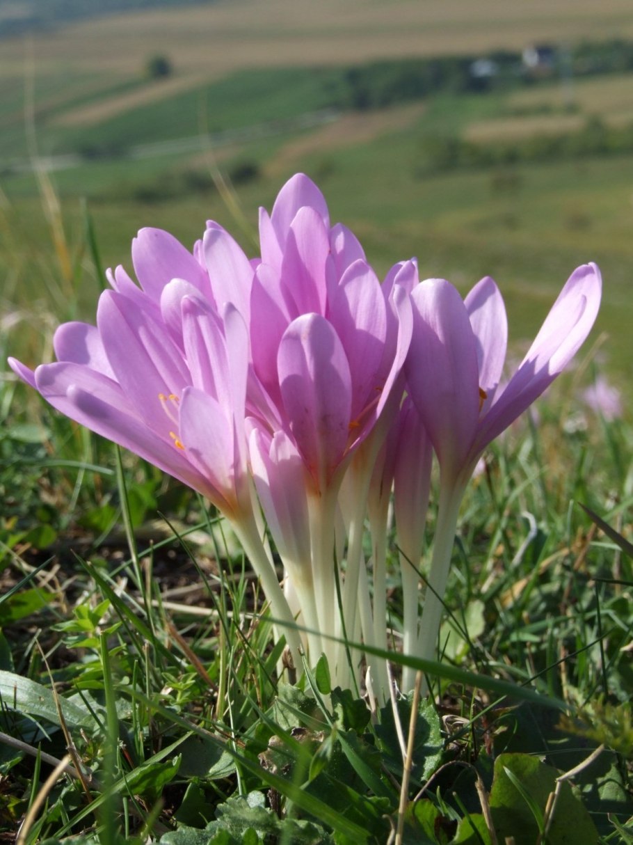 Колхикум безвременник осенний