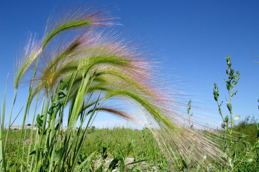 Ковыль Сарептский (Stipa sareptana)