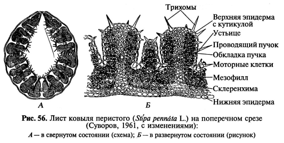 Ковыль (Stipa)