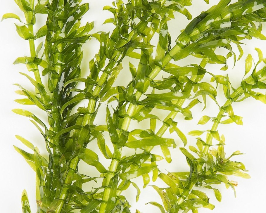 Элодея густолиственная (Elodea densa)