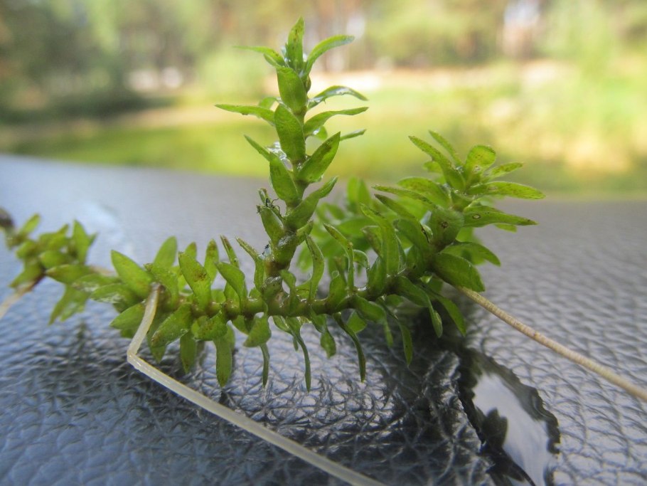 Elodea nuttallii