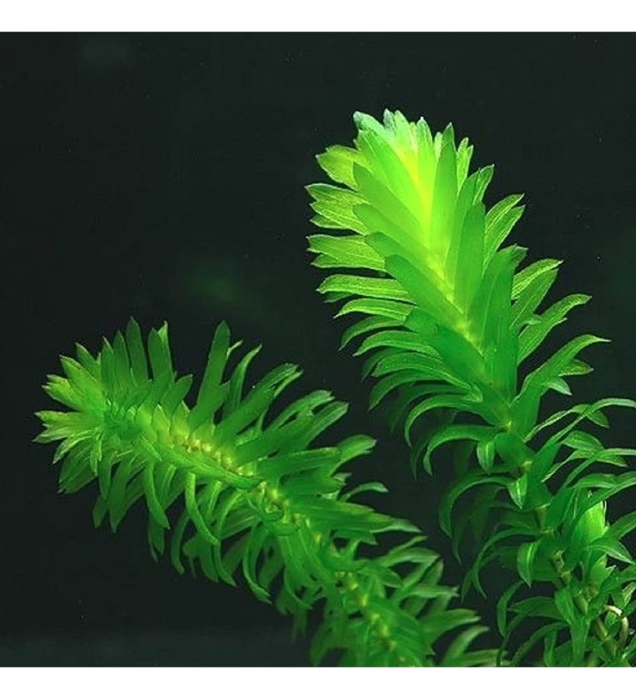 Элодеи (Elodea canadensis)