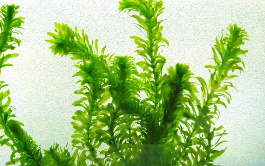 Myriophyllum verticillatum