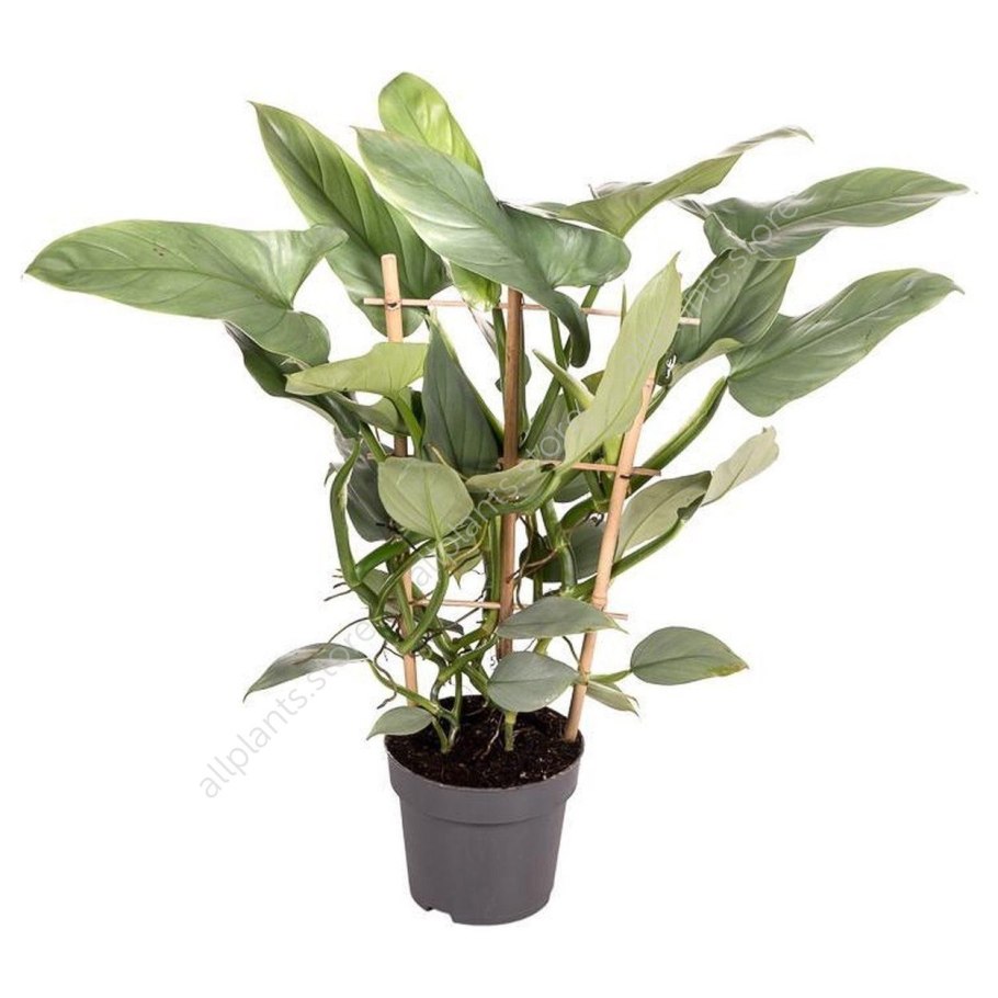 Филодендрон Splendid (melanochrysum +verrucosum) макушка 2000 Чебоксары