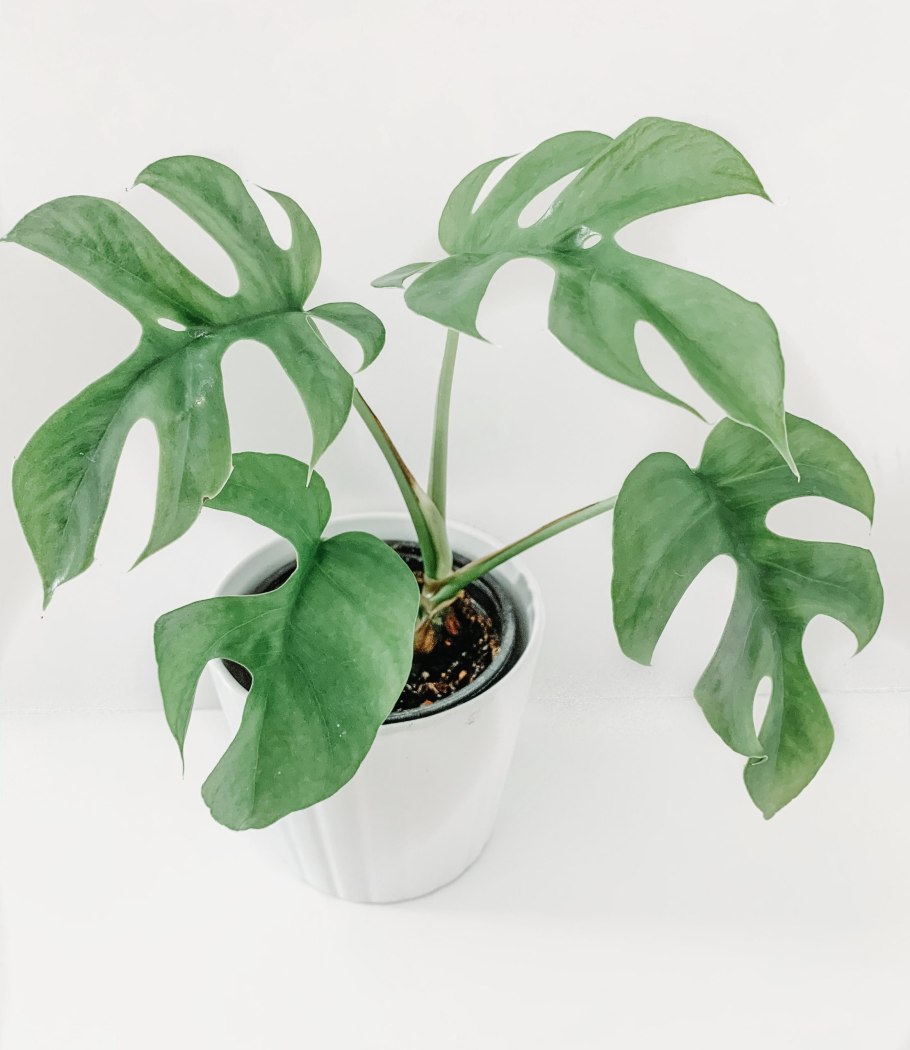 Филодендрон erubescens Grey