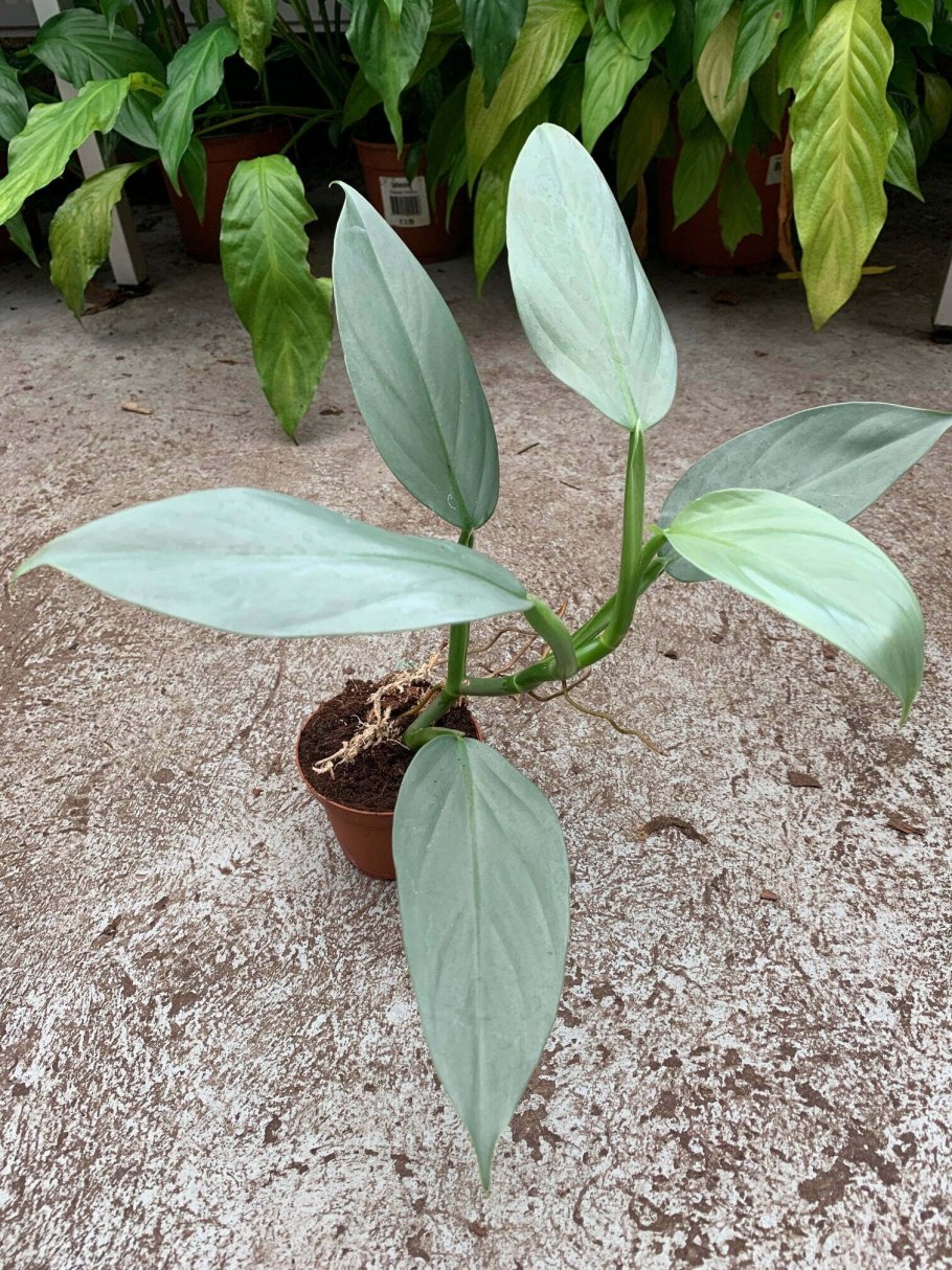Philodendron Gloriosum Dark form/Филодендрон глориозум дарк форм