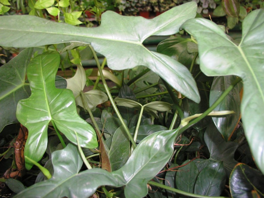 Melanochrysum vs andrianum
