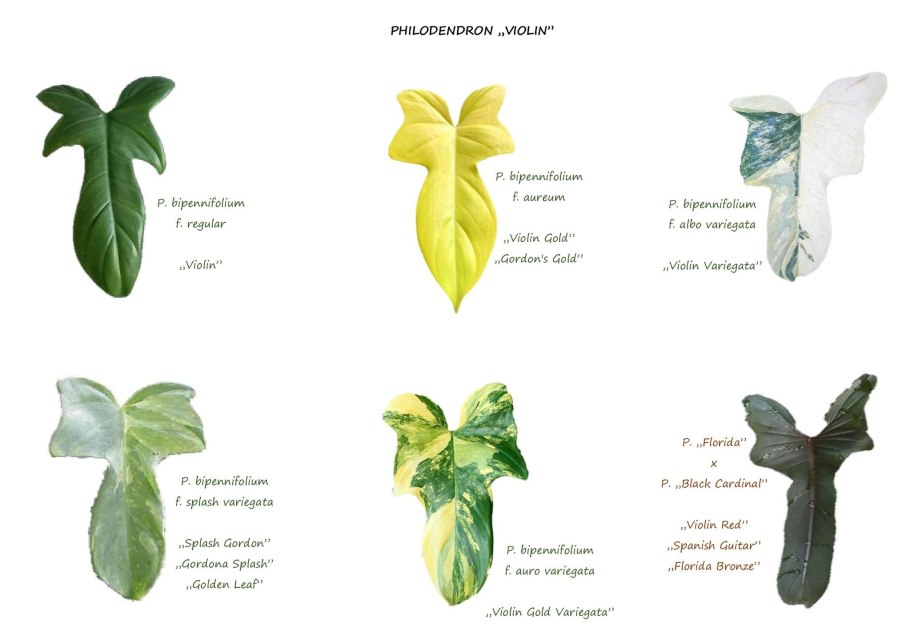 Monstera красная бархатная