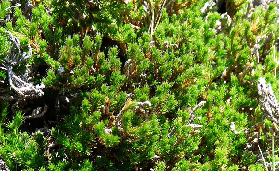 Selaginella bigelovii