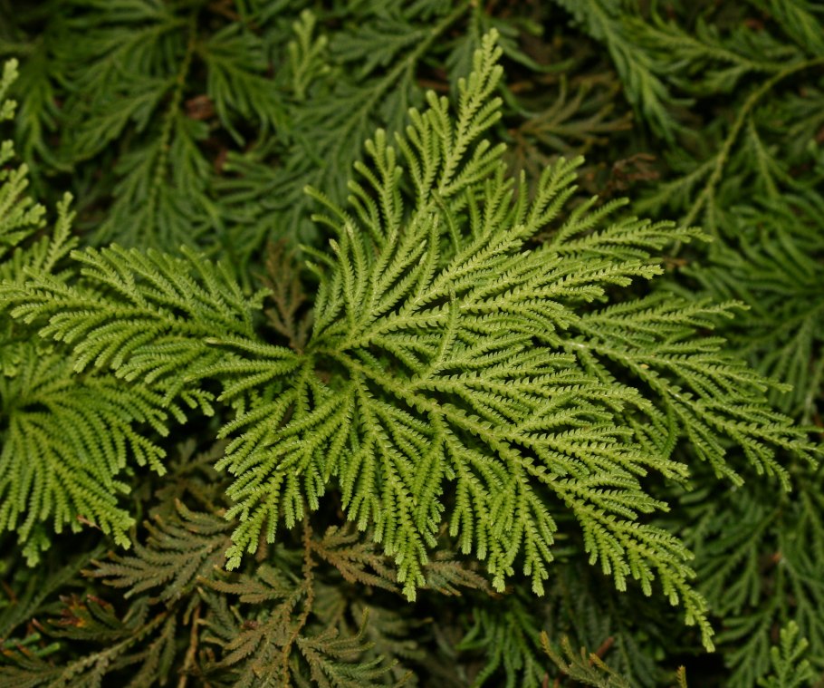 Selaginella sibirica