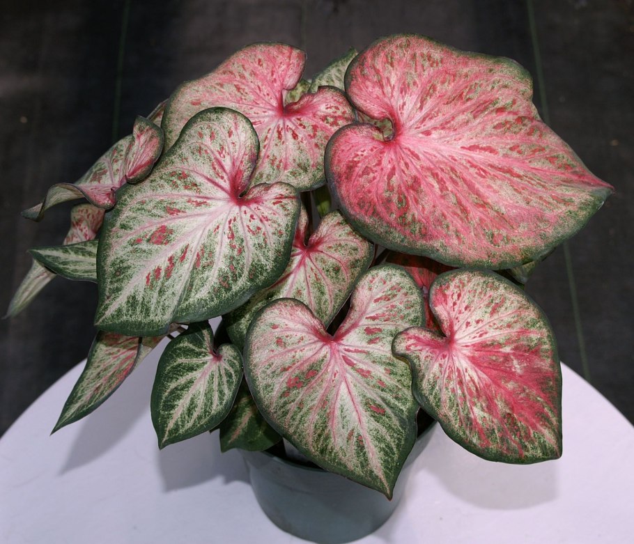 Каладиум Seafoam Pink