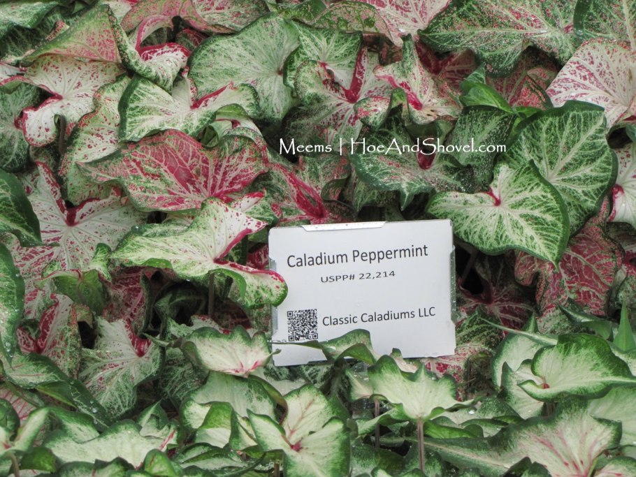 Каладиум Peppermint (Голландия)