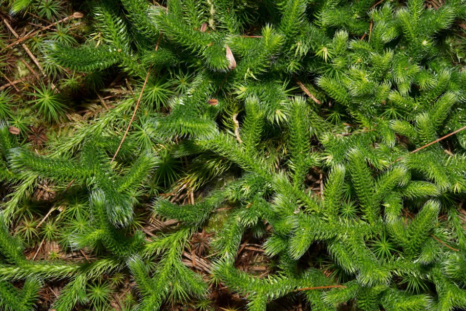 Плаун (Lycopodium)
