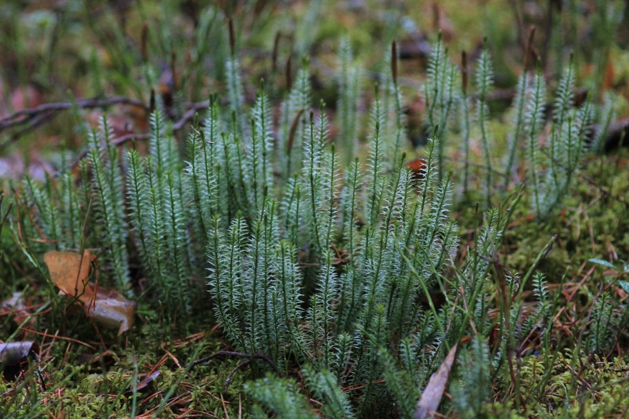 Плаун годичный (Lycopodium annotinum)