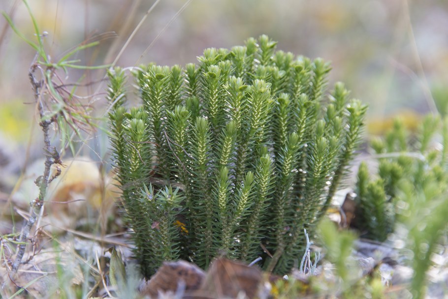 Баранец обыкновенный (huperzia selago)