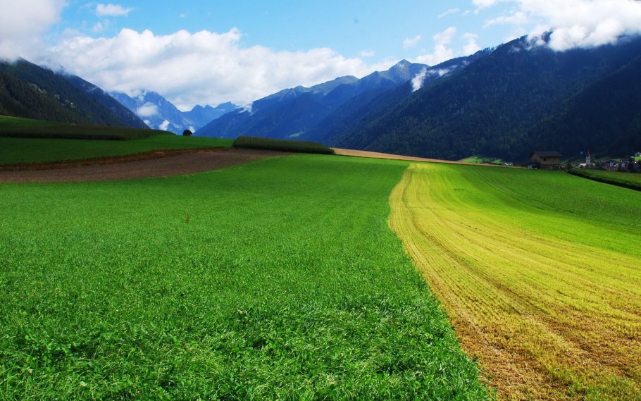 Поле на фоне гор