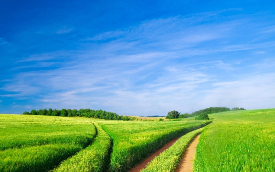Зеленое поле и небо