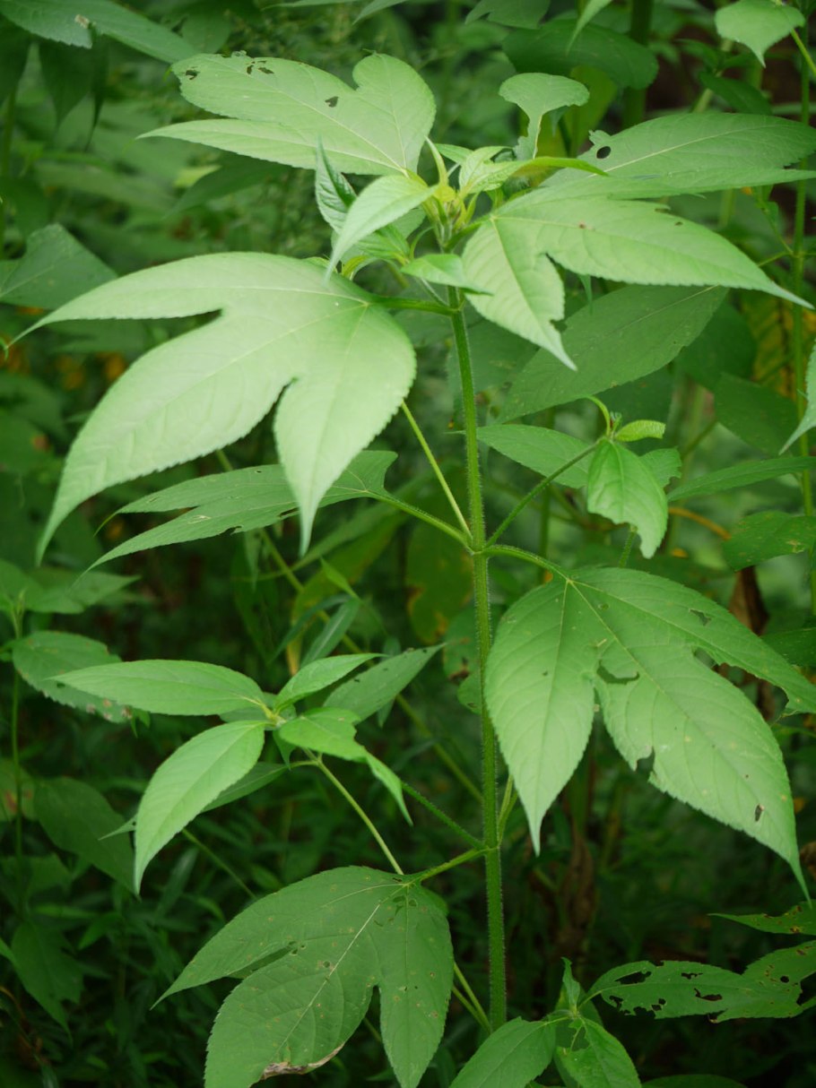 Носковая амброзия