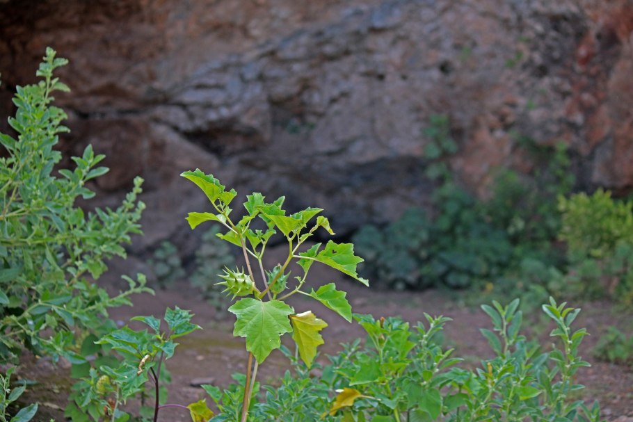 Амброзия листья
