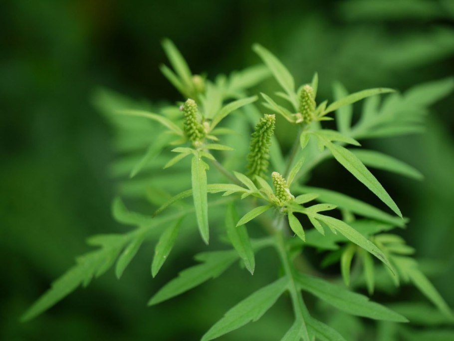 Амброзия полыннолистная