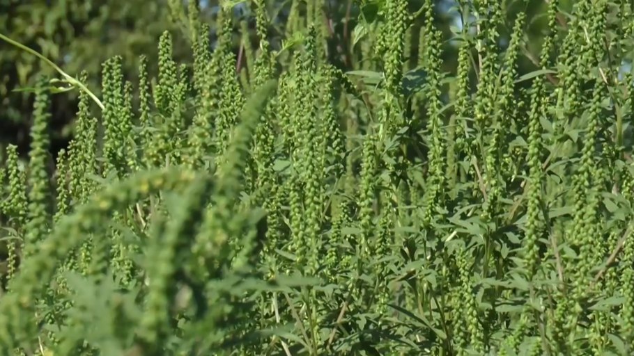 Амброзия смешанная