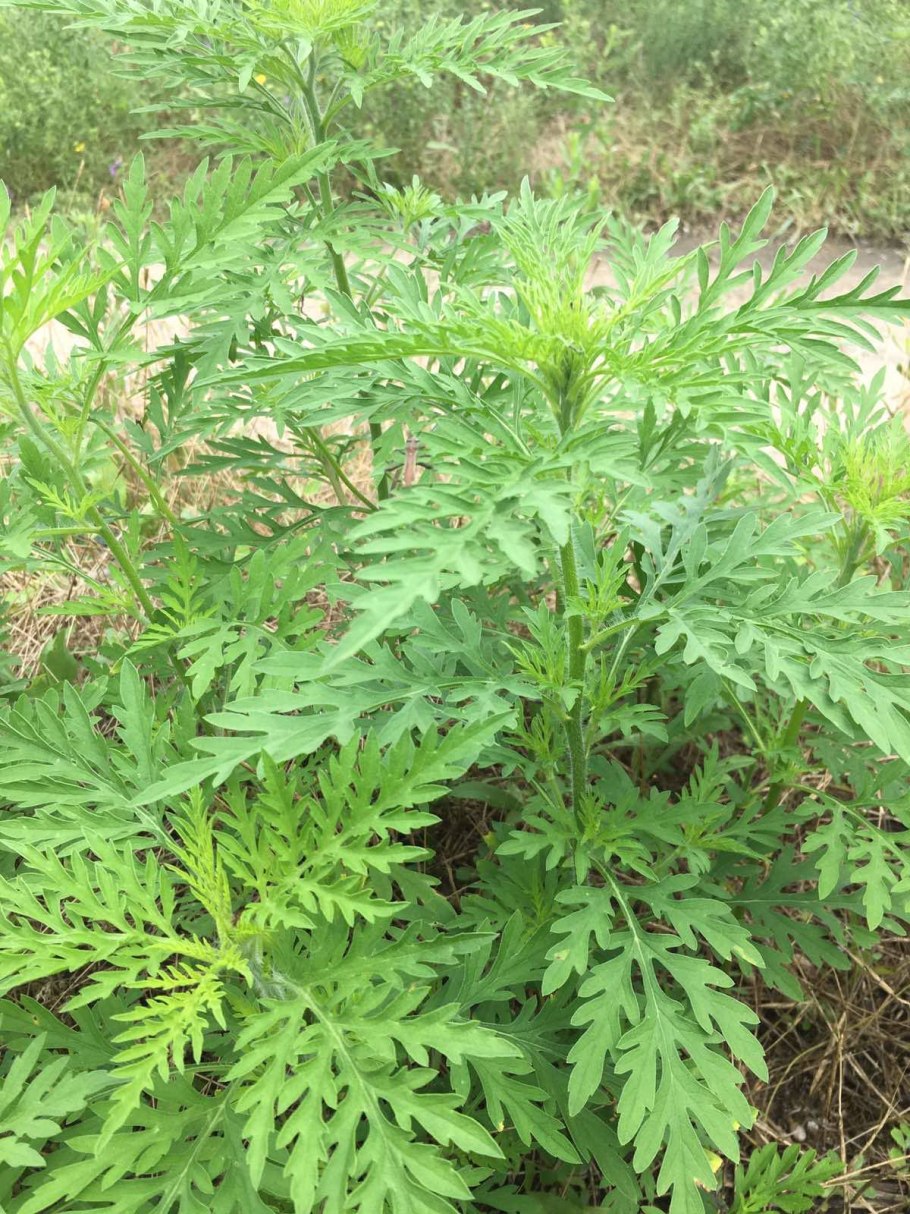 Амброзия трехнадрезная