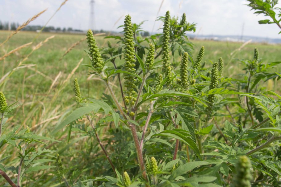 Сорняк амброзия широколистная