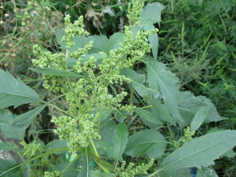 Амброзия циклахена