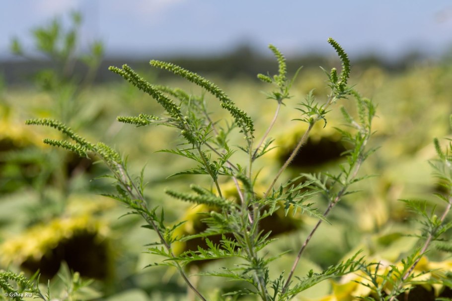 Амброзия циклахена