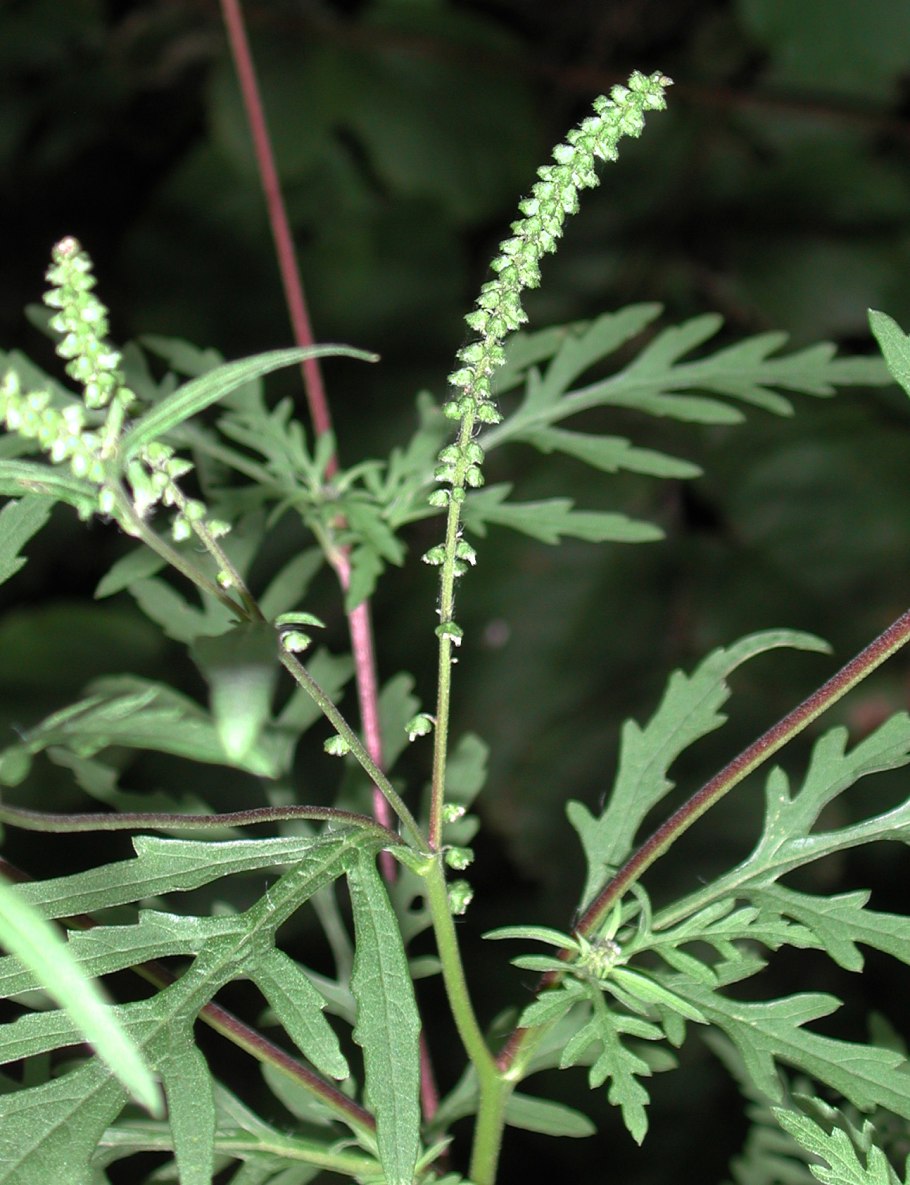 Циклахена амброзия широколистная