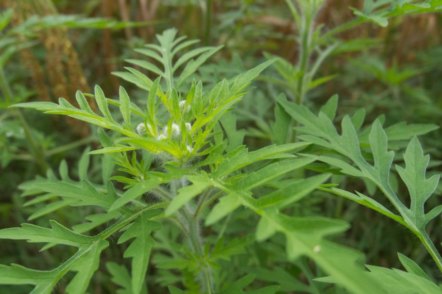 Фрэнкова амброзия