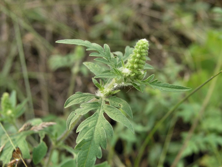 Амброзия полыннолистная