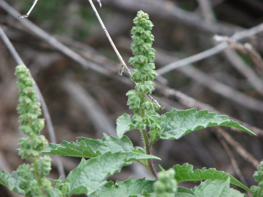 Амброзия лопух