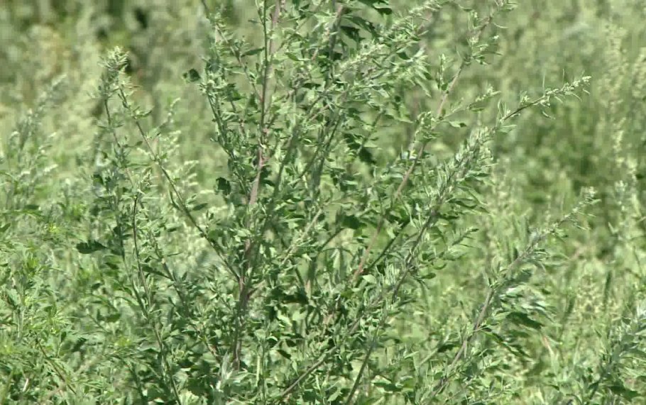 Черная амброзия