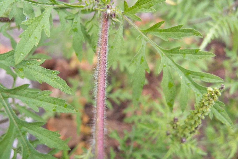 Амброзия растение медонос