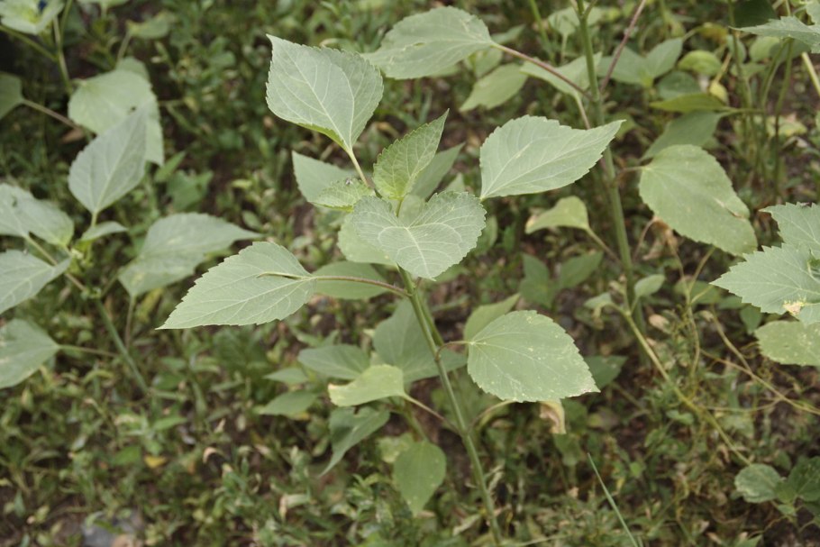 Циклахена дурнишниколистная