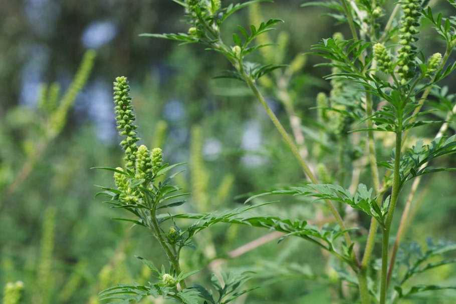 Ирис амброзия