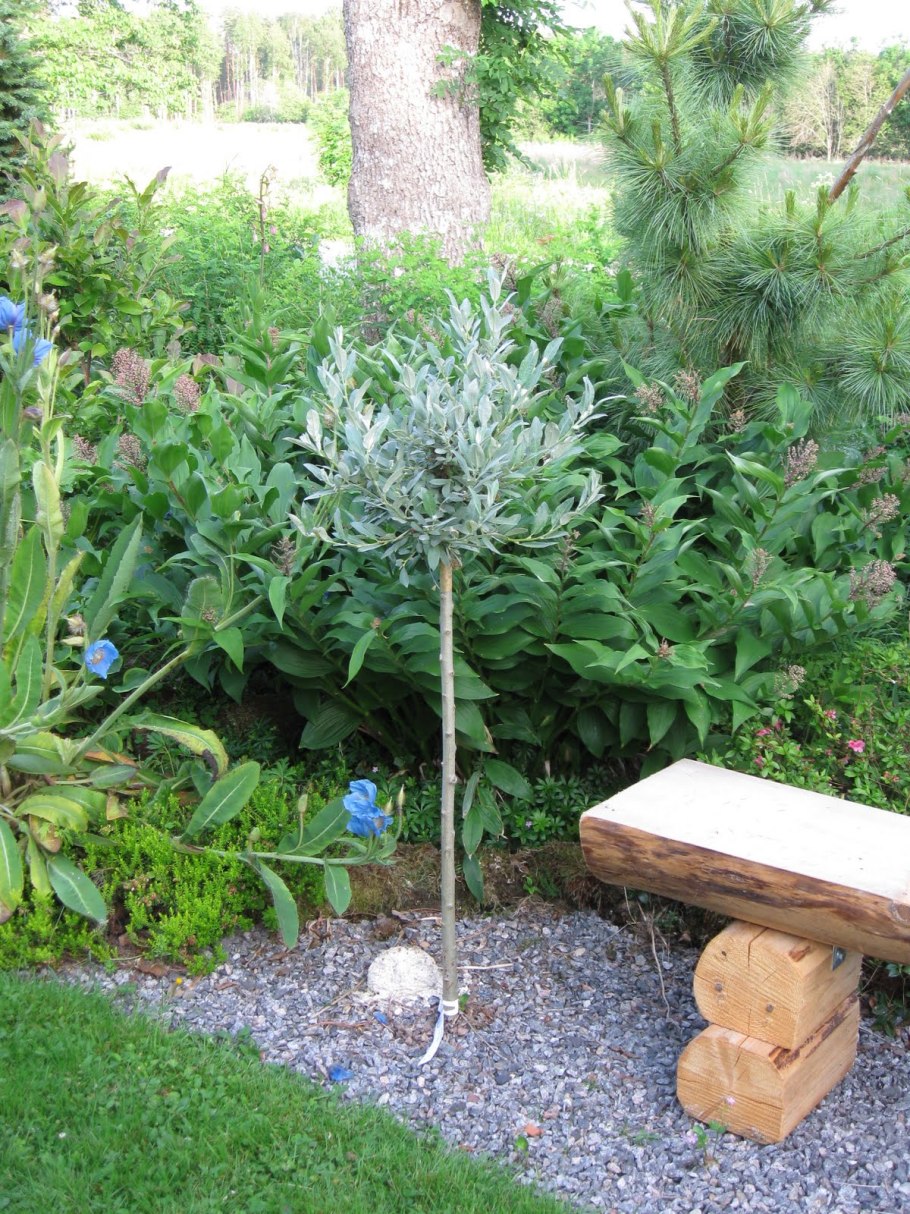 Ива Гельветика на штамбе