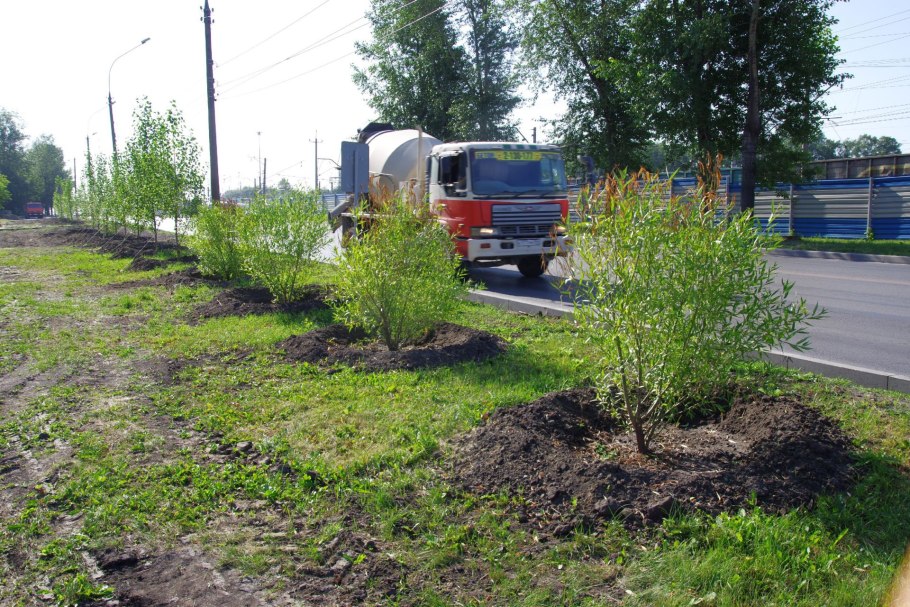 Дерен белый Элегантиссима Cornus Alba elegantissima