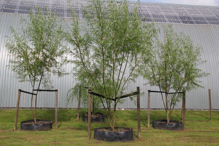 Ива Козья Пендула обрезка