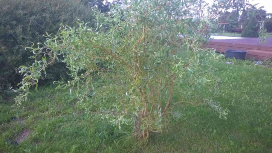 Ива штамбовая плакучая