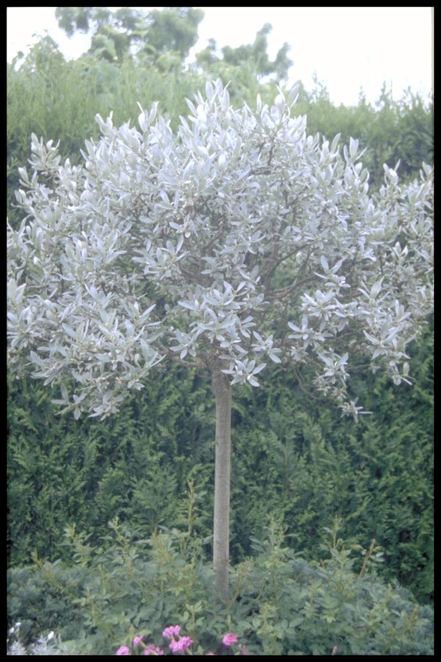 Ива лопарская размножение