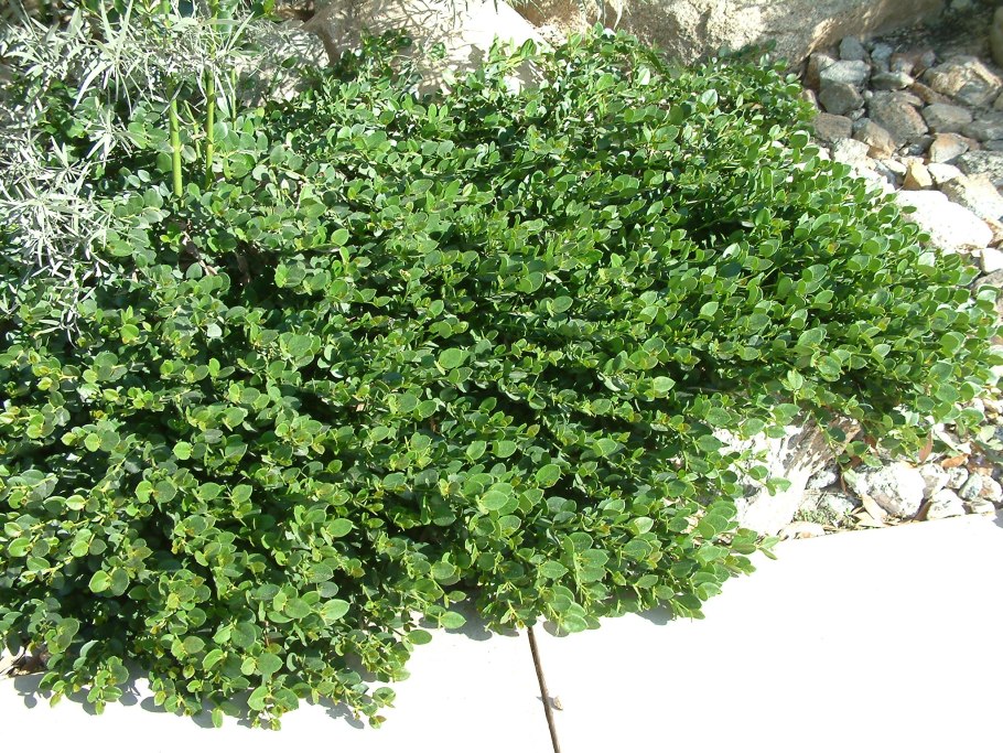 Ива пурпурная Salix purpurea usni