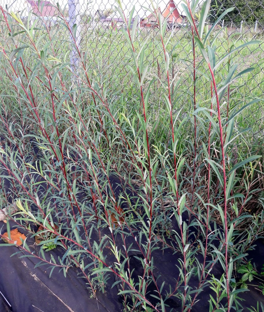 Ива Хакуро нишики саженцы