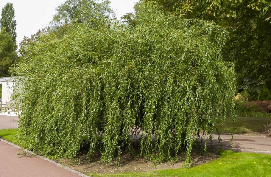 Ива Лапландская Salix lapponum