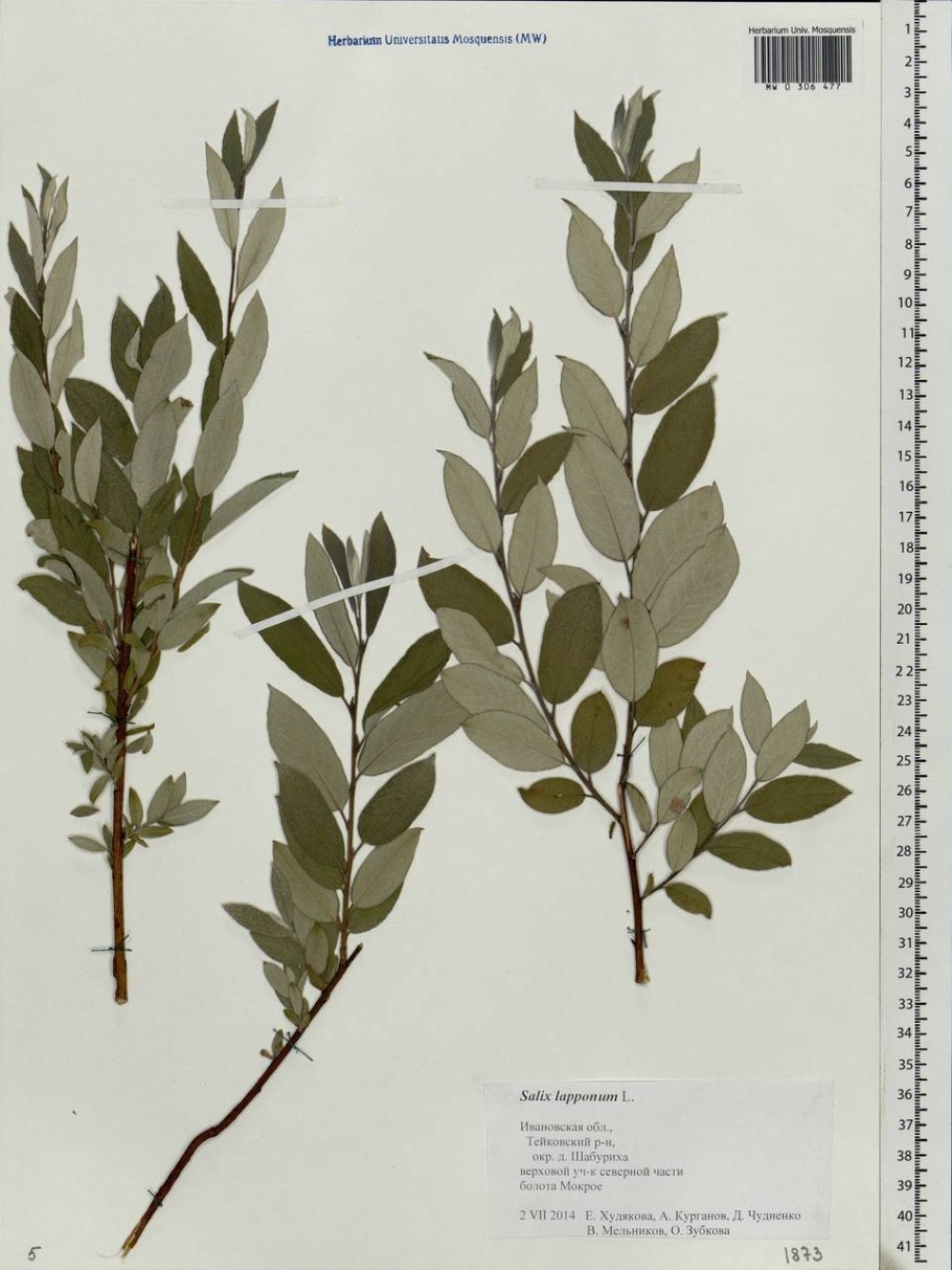 Ива лопарская размножение