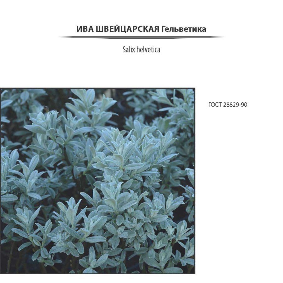 Ива серебристая на штамбе