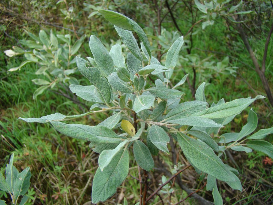 Лох серебристый (Elaeagnus argentea)