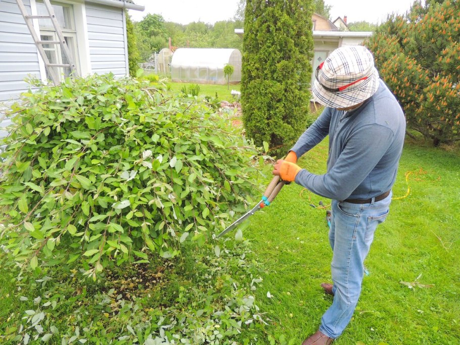 Ива плакучая в ландшафтном